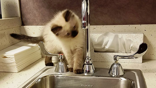 Peabody getting a drink