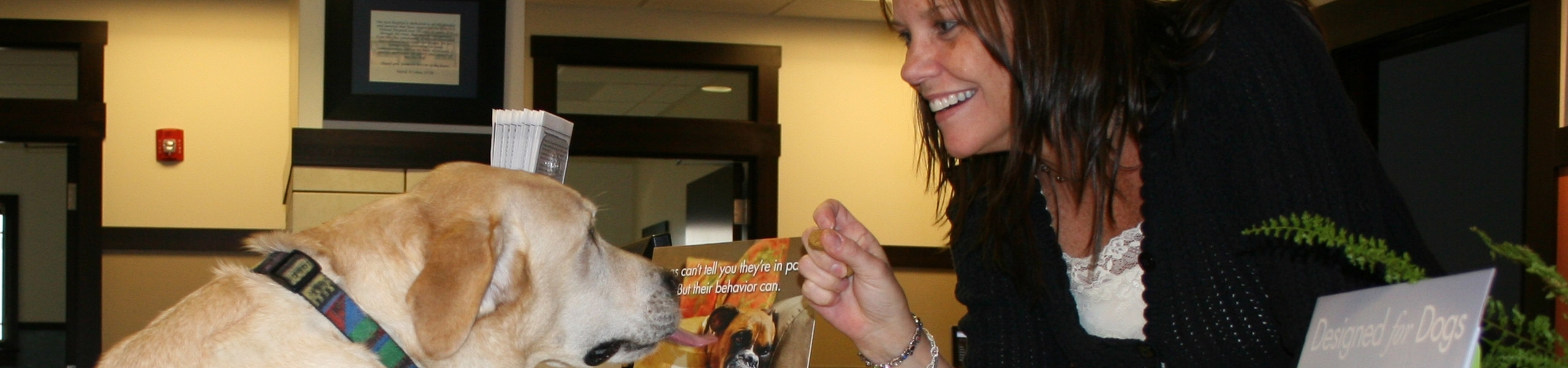 A Dog on the Counter